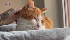 Mondo gatto