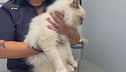 I consigli del veterinario