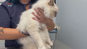 I consigli del veterinario