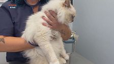 I consigli del veterinario