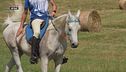 Cavallo atleta