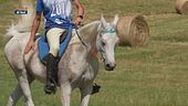 Cavallo atleta