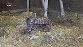 I nuovi nati nel Parco Safari di Ravenna