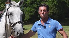 Cavallo atleta