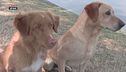 L'Educa-cani: gli allenamenti dei retrievers