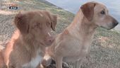 L'Educa-cani: gli allenamenti dei retrievers