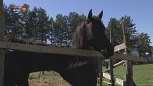 La storia a cavallo