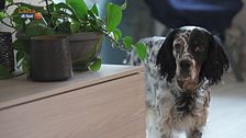 Psyco-dog