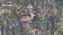 La salvaguardia dei cervi in Val Zebrù