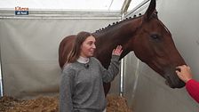 Cavallo contro schermo