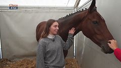 Cavallo contro schermo