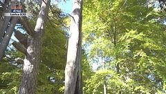 Il bosco dei giganti in Calabria