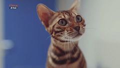 I consigli del veterinario: la visita veterinaria per un gatto