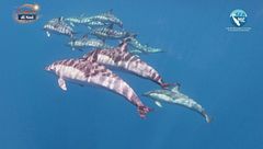 I cetacei del canyon