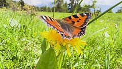 Puntata del 6 luglio