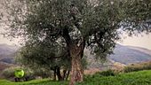 Territori custodi