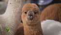 Gli alpaca