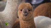 Gli alpaca