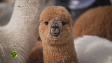 Gli alpaca
