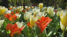 Il Parco Giardino Sigurtà