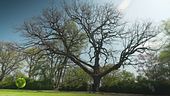 La grande quercia del parco giardino