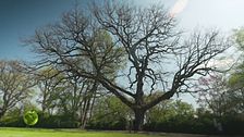 La grande quercia del parco giardino