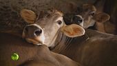 La storia di un'azienda agricola