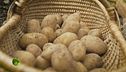 La coltivazione delle patate