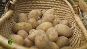 La coltivazione delle patate