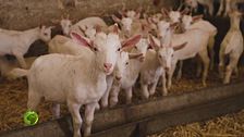 L'allevamento di capre