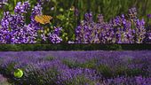 Un campo di lavanda