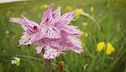 Orchidee in montagna