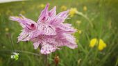 Orchidee in montagna