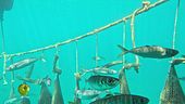 Coltivazioni di mare