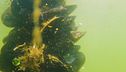 Le cozze in natura