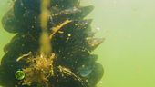 Le cozze in natura