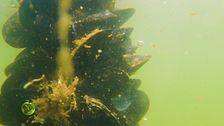 Le cozze in natura