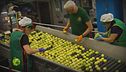 Le fasi di produzione del limone