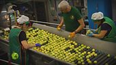 Le fasi di produzione del limone