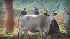 Le vacche maremmane