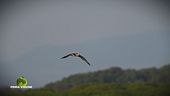Il falco pescatore