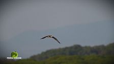 Il falco pescatore