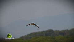 Il falco pescatore