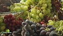 Le diverse varietà di uva