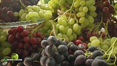 Le diverse varietà di uva