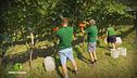 La vendemmia