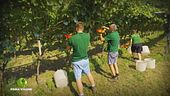 La vendemmia