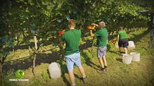 La vendemmia