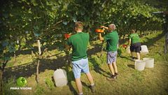 La vendemmia