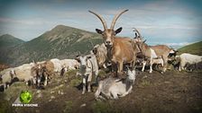 La vita al pascolo in Val di Fiemme